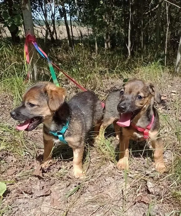 Pies do adopcji, Pionki, 23 sierpnia 2024 (3/4)