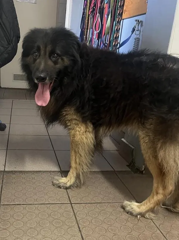 Znaleziono psa, Bytom, 27 sierpnia 2024 (1/4)