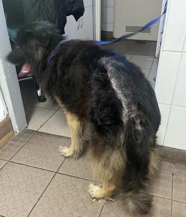 Znaleziono psa, Bytom, 27 sierpnia 2024 (2/4)