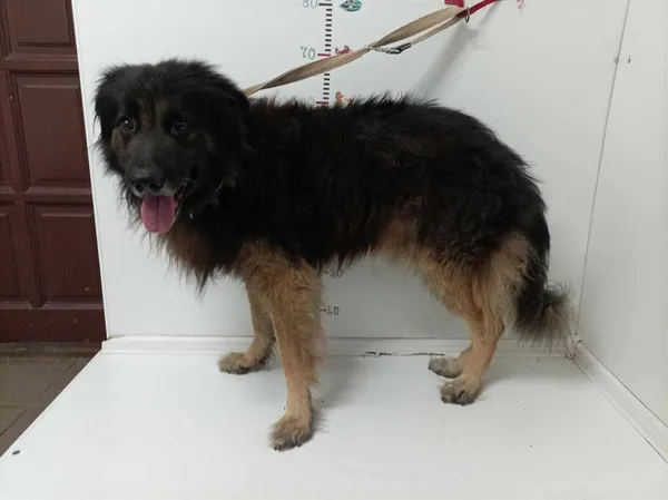 Znaleziono psa, Bytom, 27 sierpnia 2024 (3/4)