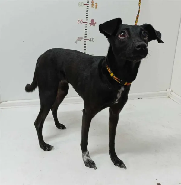 Znaleziono psa, Bytom, 27 sierpnia 2024