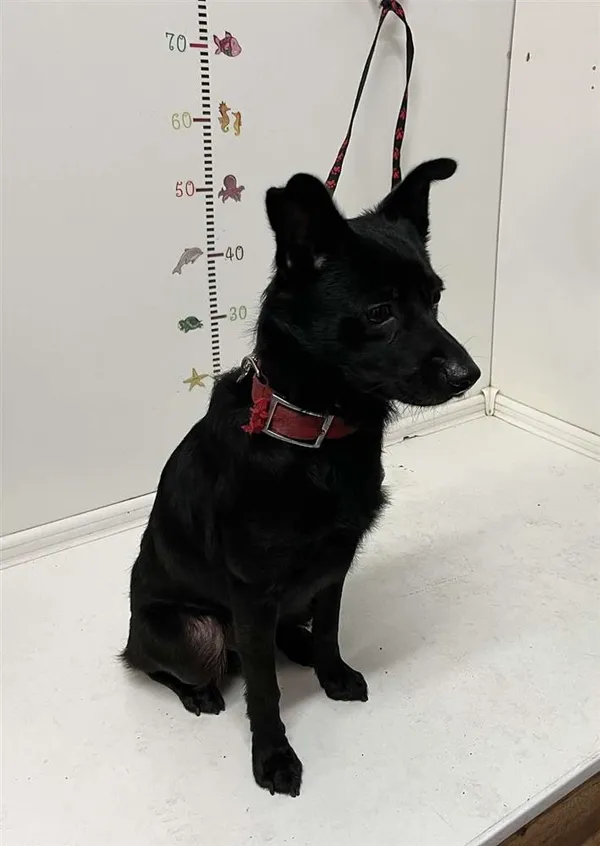 Znaleziono psa, Bytom, 27 sierpnia 2024