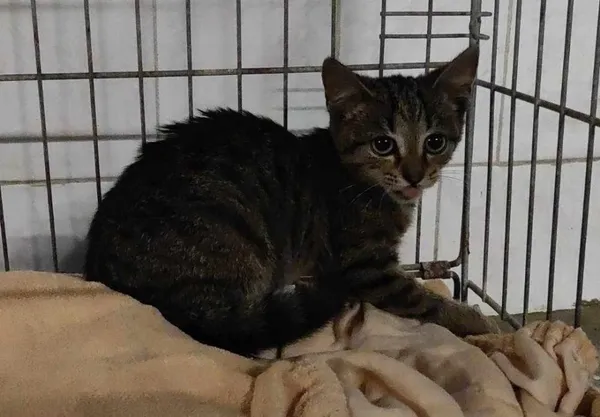 Znaleziono kota, Toruń, 22 sierpnia 2024