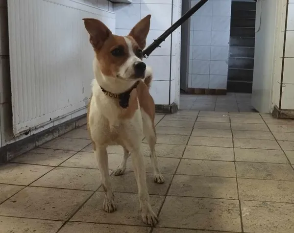 Znaleziono psa, Toruń, 21 sierpnia 2024