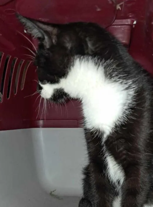 Znaleziono kota, Toruń, 17 sierpnia 2024