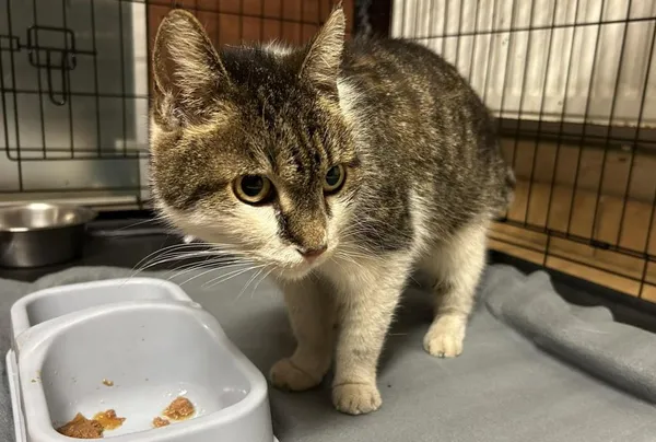 Znaleziono kota, Toruń, 17 sierpnia 2024