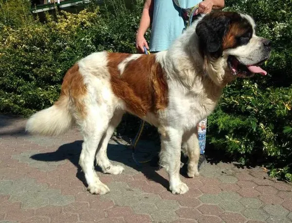 Znaleziono psa, Toruń, 16 sierpnia 2024