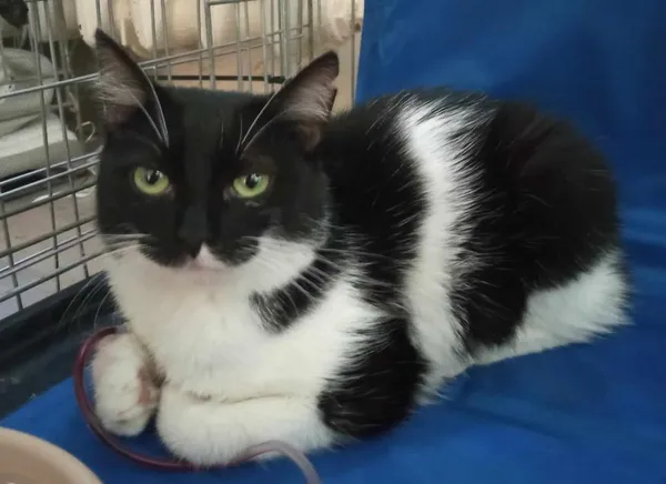 Znaleziono kota, Toruń, 16 sierpnia 2024