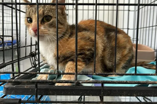 Znaleziono kota, Toruń, 16 sierpnia 2024