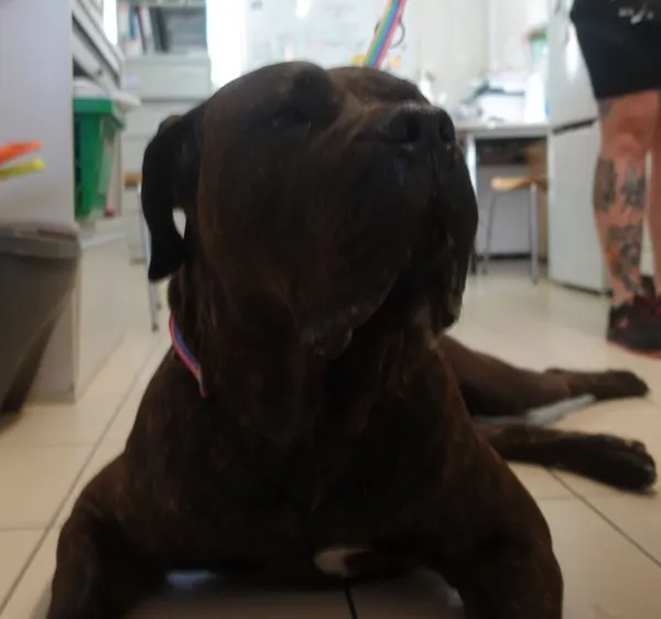 Znaleziono psa, Gdańsk, 28 sierpnia 2024