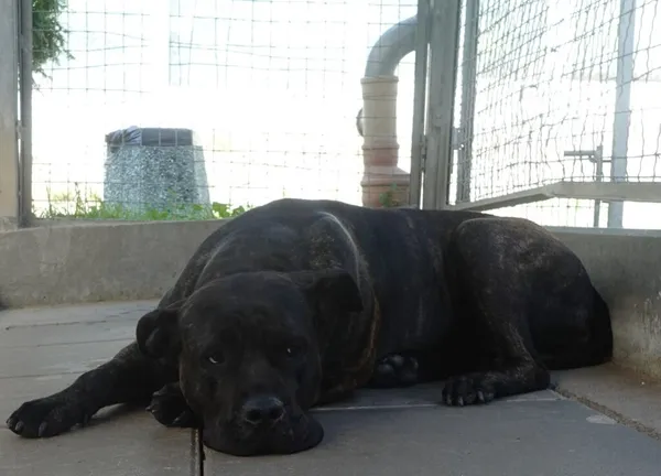 Znaleziono psa, Gdańsk, 28 sierpnia 2024