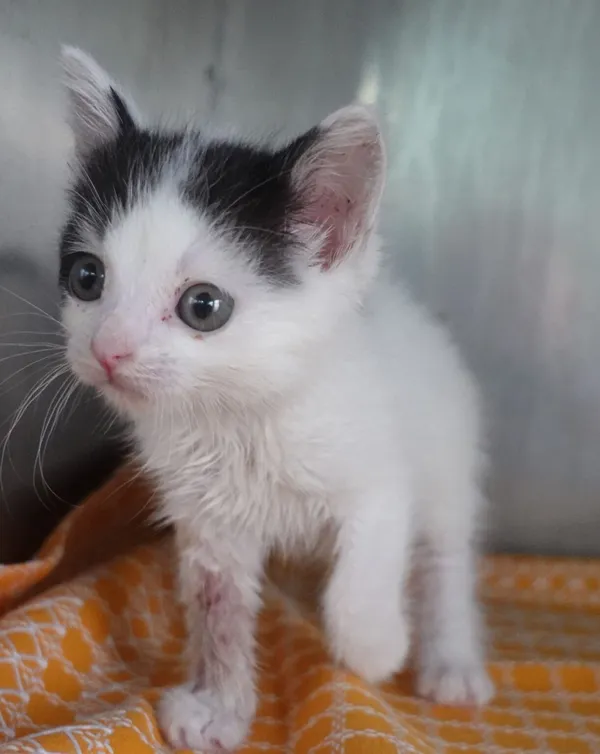 Znaleziono kota, Gdańsk, 26 sierpnia 2024