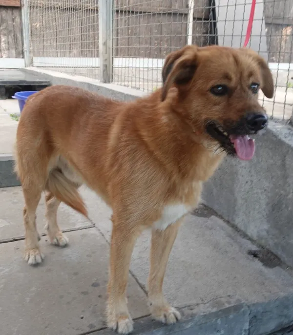 Znaleziono psa, Gdańsk, 25 sierpnia 2024