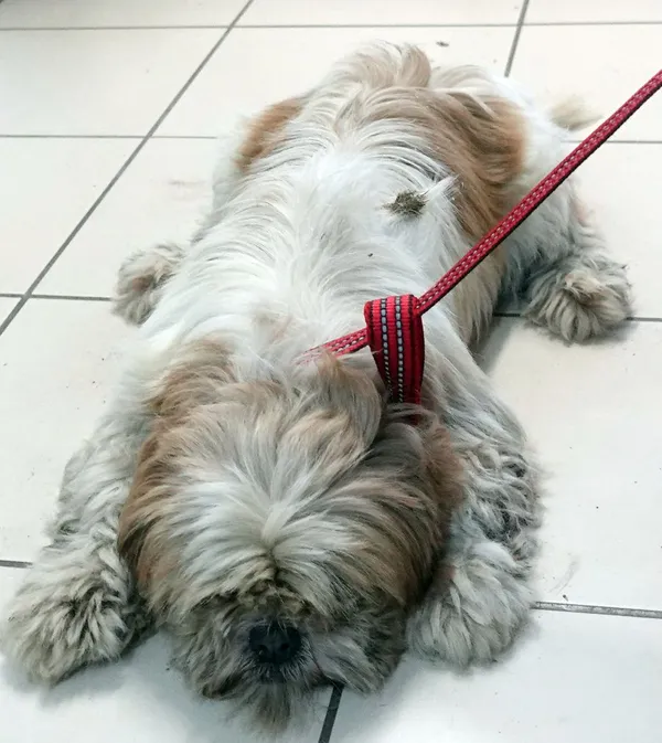 Znaleziono psa, Gdańsk, 22 sierpnia 2024