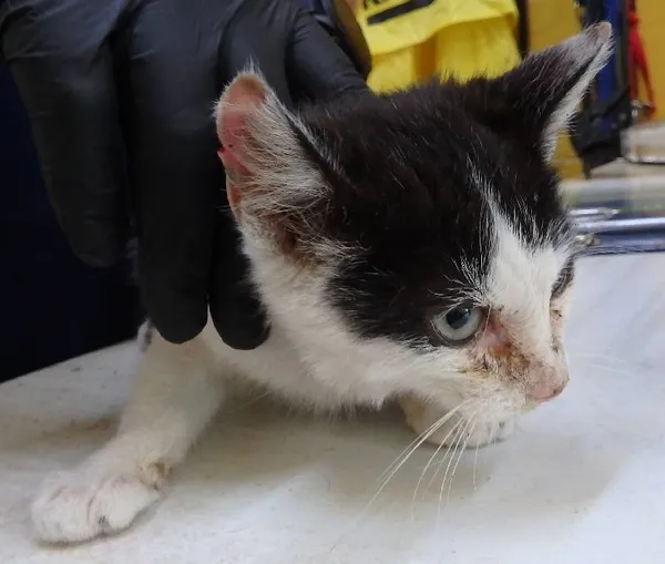 Znaleziono kota, Łódź, 26 sierpnia 2024 (1/2)