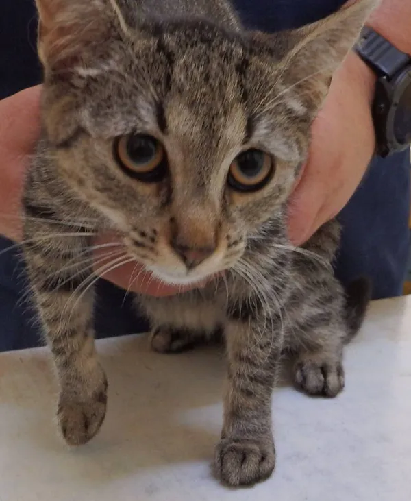 Znaleziono kota, Łódź, 26 sierpnia 2024 (2/2)