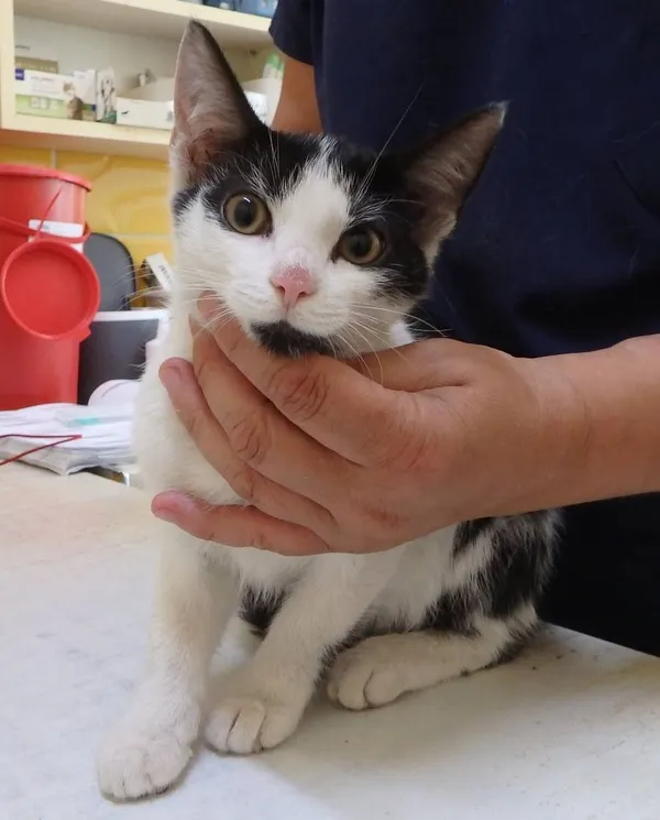 Znaleziono kota, Łódź, 24 sierpnia 2024