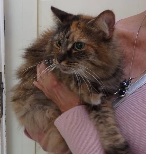 Znaleziono kota, Łódź, 23 sierpnia 2024 (1/2)