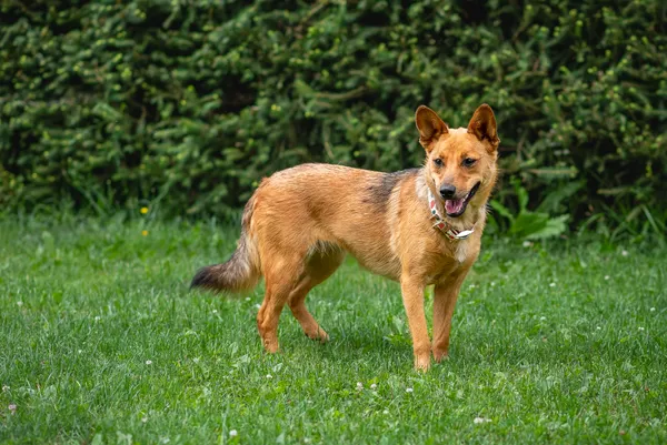 Pies do adopcji, Nowodwór, 22 sierpnia 2024 (2/5)