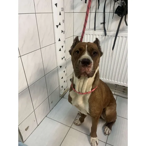 Znaleziono psa, Białystok, 25 sierpnia 2024