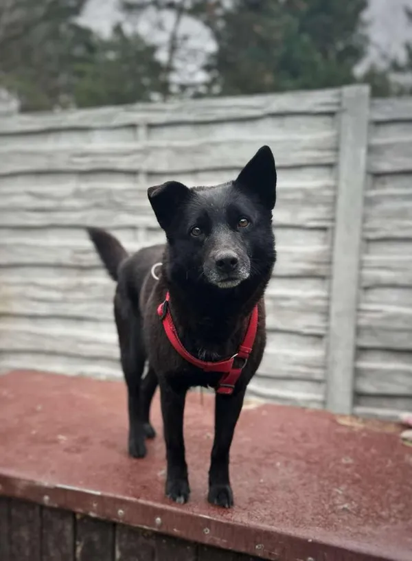 Pies do adopcji, Rytlów, 17 marca 2025