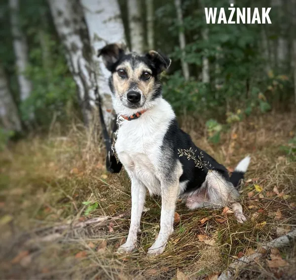 Pies do adopcji, Rytlów, 23 sierpnia 2024