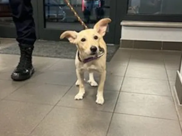 Znaleziono psa, Bydgoszcz, 24 sierpnia 2024