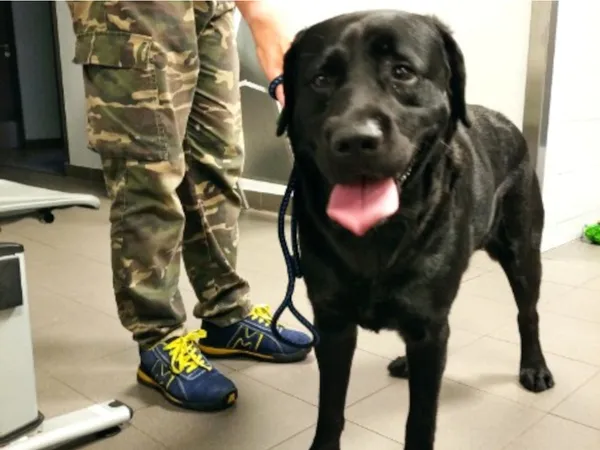 Znaleziono psa, Bydgoszcz, 22 sierpnia 2024