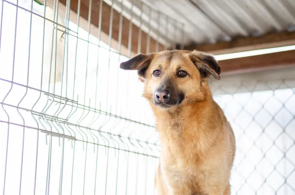 Oddam psa, Olsztyn, Nagórki, 29 sierpnia 2024 (3/4)