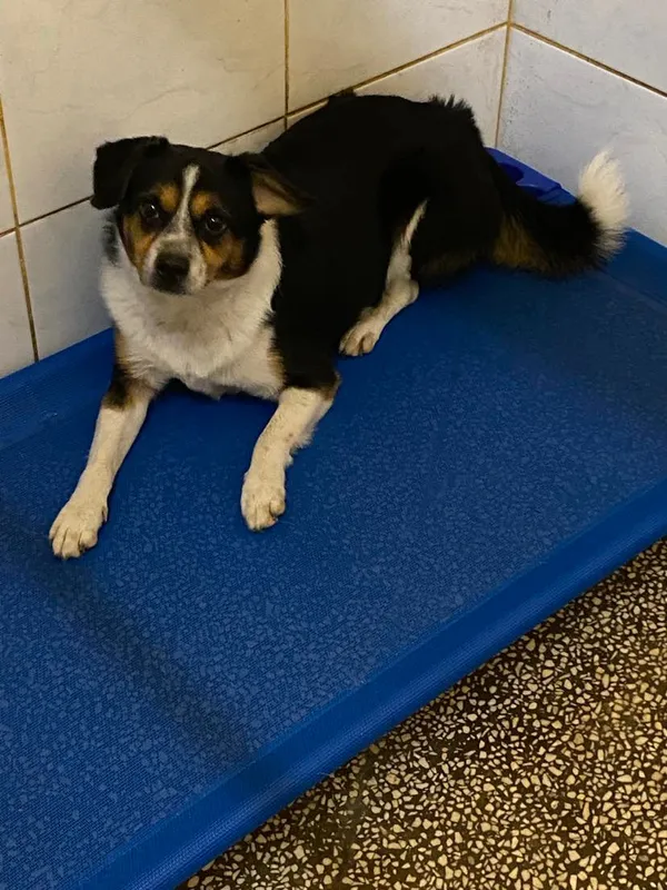 Pies do adopcji, Włocławek, 29 sierpnia 2024 (1/3)