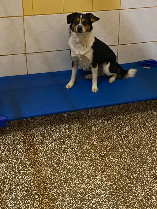 Pies do adopcji, Włocławek, 29 sierpnia 2024 (2/3)