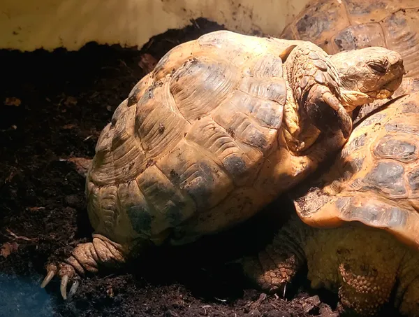 Znaleziono zwierzę, Lublin, 27 sierpnia 2024