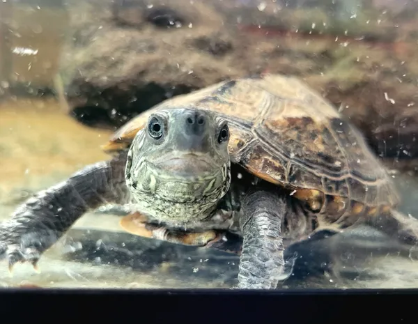 Znaleziono zwierzę, Lublin, 29 sierpnia 2024