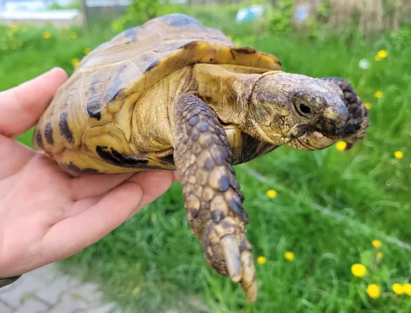 Znaleziono zwierzę, Lublin, 29 sierpnia 2024