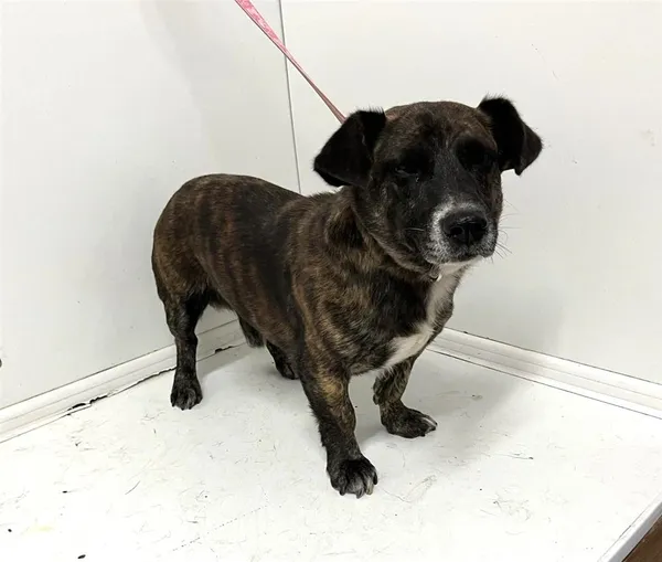 Pies do adopcji, Bytom, 29 sierpnia 2024 (2/2)