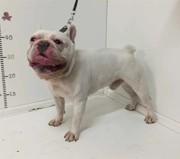 Pies do adopcji, Bytom, 29 sierpnia 2024