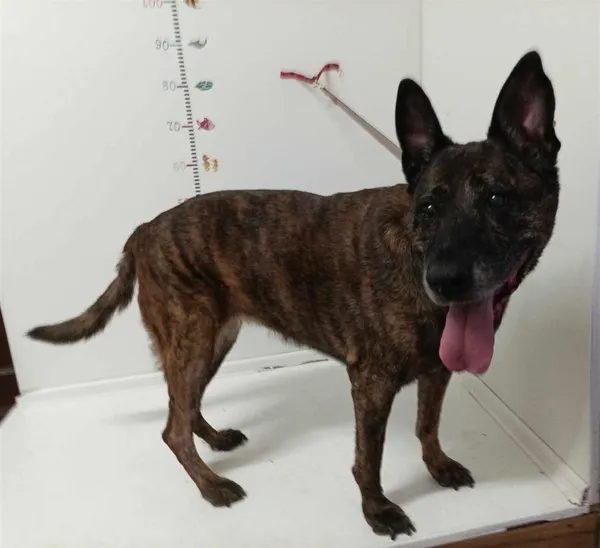 Pies do adopcji, Bytom, 29 sierpnia 2024