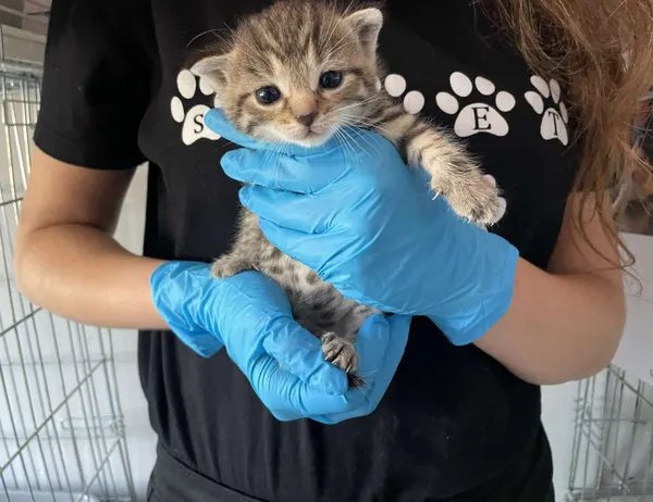 Znaleziono kota, Świdnica, 28 sierpnia 2024