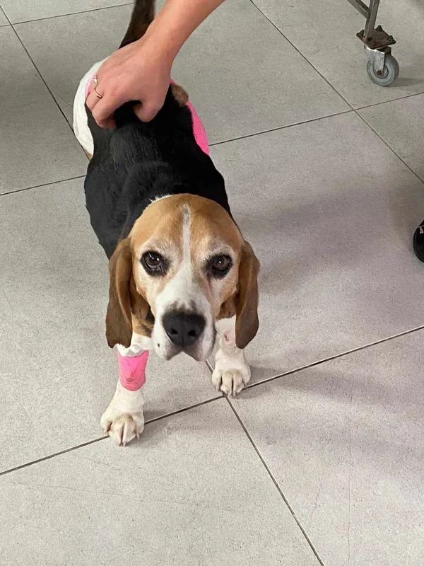 Znaleziono psa, Czartki, 29 sierpnia 2024