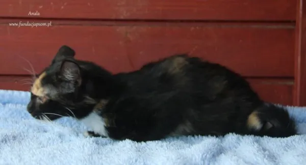Kot do adopcji, Nowy Dwór Mazowiecki, 29 sierpnia 2024 (2/2)