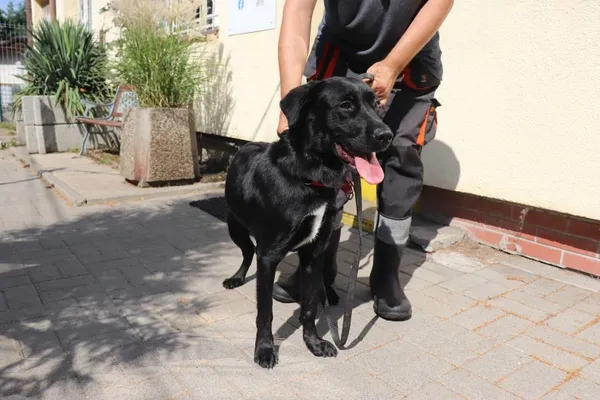 Znaleziono psa, Łódź, 29 sierpnia 2024 (2/5)