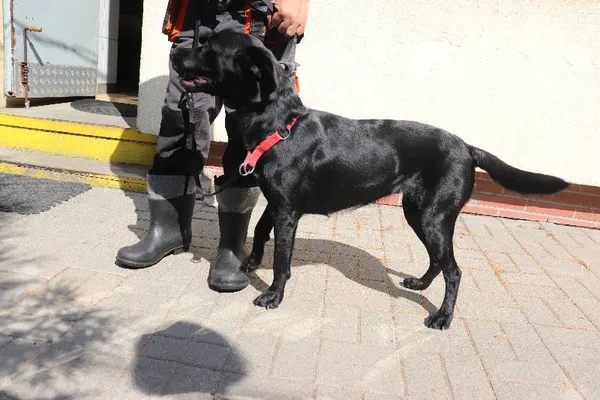 Znaleziono psa, Łódź, 29 sierpnia 2024 (3/5)