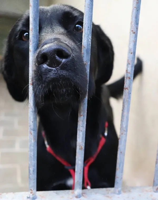 Znaleziono psa, Łódź, 29 sierpnia 2024 (4/5)