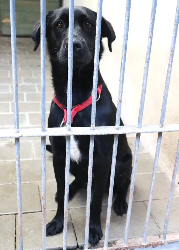 Znaleziono psa, Łódź, 29 sierpnia 2024 (5/5)