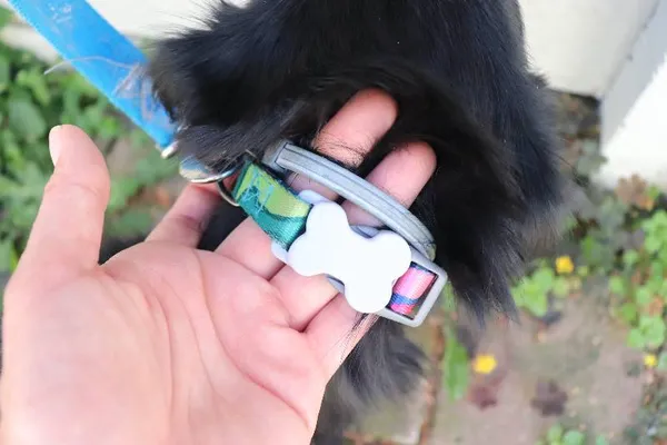 Znaleziono psa, Łódź, 28 sierpnia 2024 (1/4)