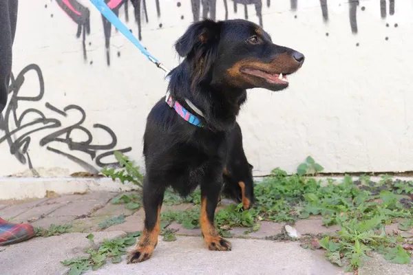 Znaleziono psa, Łódź, 28 sierpnia 2024 (2/4)