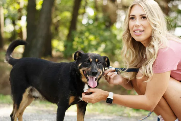 Pies do adopcji, Nowodwór, 29 sierpnia 2024 (2/5)