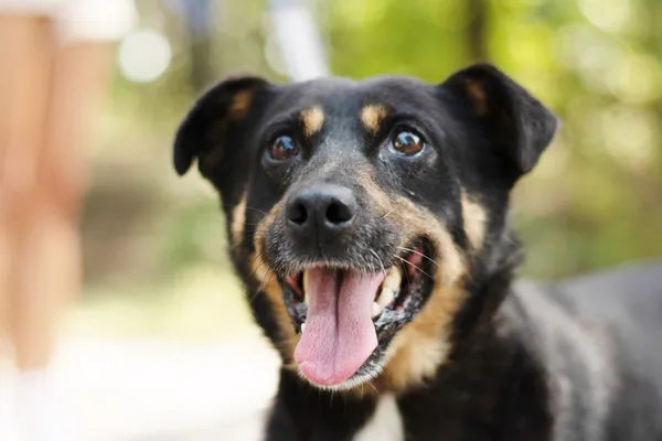 Pies do adopcji, Nowodwór, 29 sierpnia 2024 (4/5)