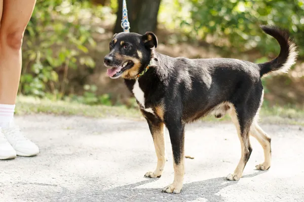 Pies do adopcji, Nowodwór, 29 sierpnia 2024 (5/5)