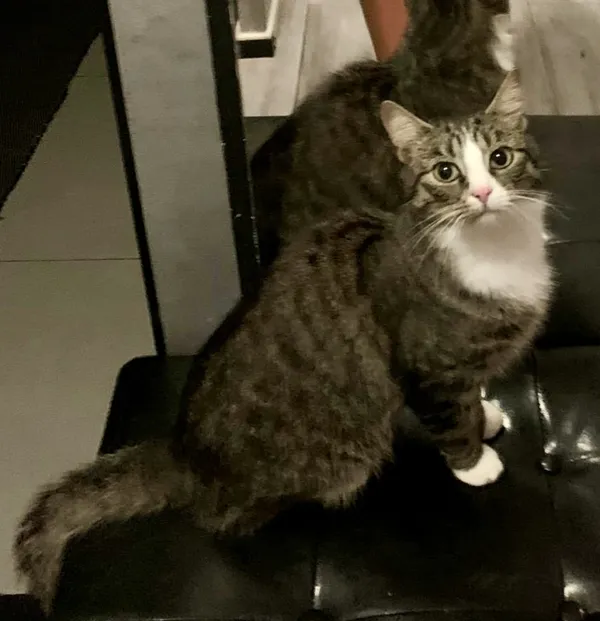 Zaginął kot, Łódź, 29 sierpnia 2024